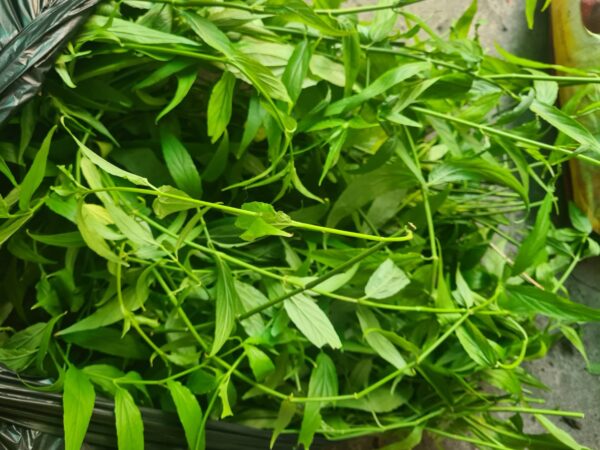 Clinacanthus nutans