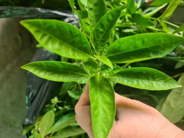 Clinacanthus nutans