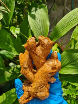 Zingiber montanum (Koenig) Link ex Dietr (Plai)