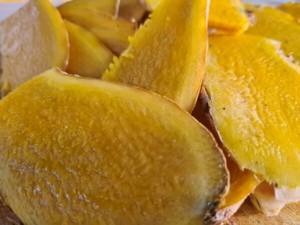 Zingiber montanum (Koenig) Link ex Dietr